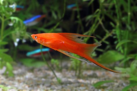 swordtail .